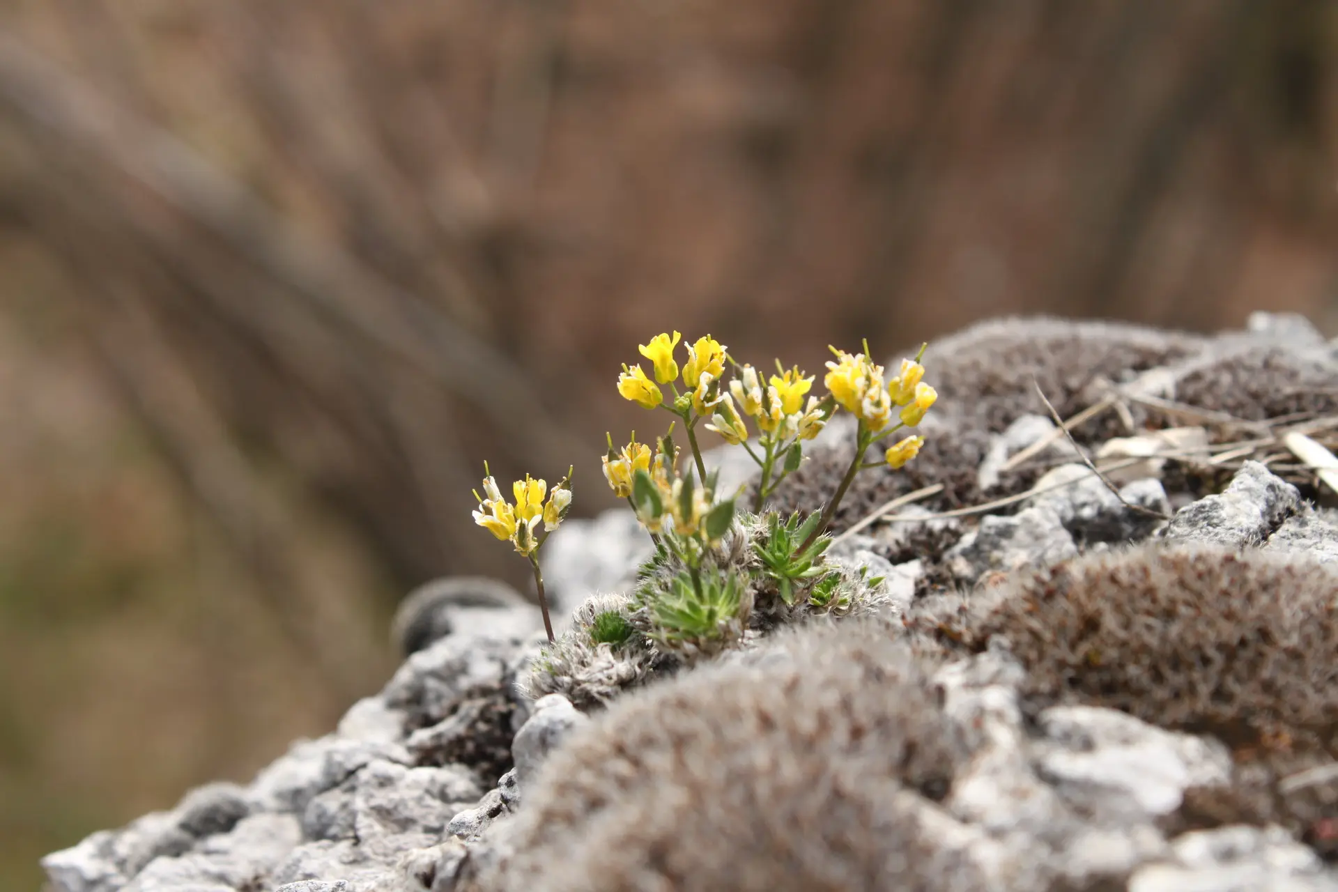 Pflanzen in den Bergen: der Alpenwundklee | © DAV/Steffen Reich